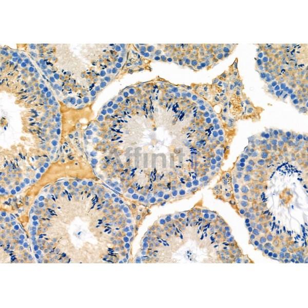 MEST Antibody - DF12295 at 1/100 staining Mouse testis tissue by IHC-P.