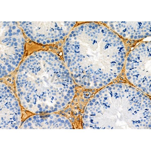 MPZL2 Antibody - DF12297 at 1/100 staining Mouse testis tissue by IHC-P.