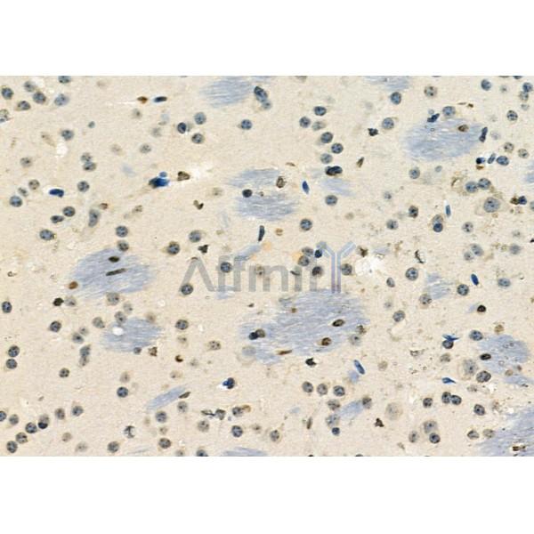NA14 Antibody - DF12299 at 1/100 staining Mouse brain tissue by IHC-P.