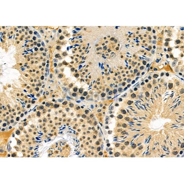 NA14 Antibody - DF12299 at 1/100 staining Mouse testis tissue by IHC-P.