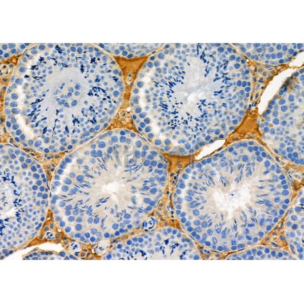 NDUFS7 Antibody - DF12301 at 1/100 staining Mouse testis tissue by IHC-P.