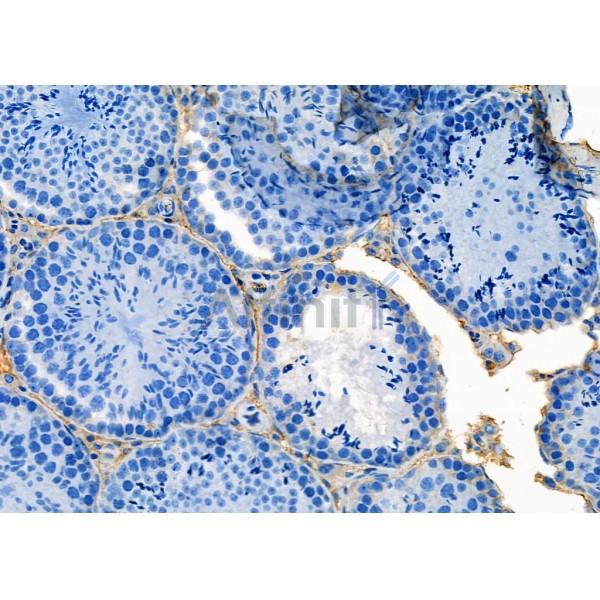 SEC24A Antibody - DF12315 at 1/100 staining Mouse testis tissue by IHC-P.