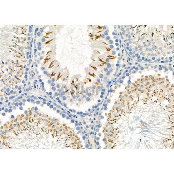 Stanniocalcin 2 Antibody - DF12324 at 1/100 staining Rat testis tissue by IHC-P.