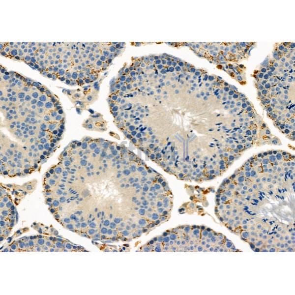 STAU1 Antibody - DF12325 at 1/100 staining Mouse testis tissue by IHC-P.