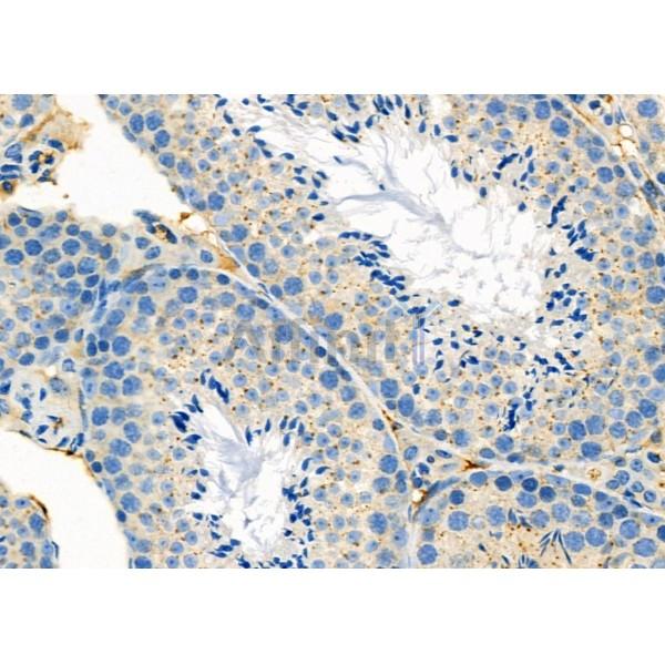 ARL8B Antibody - DF12350 at 1/100 staining Mouse testis tissue by IHC-P.