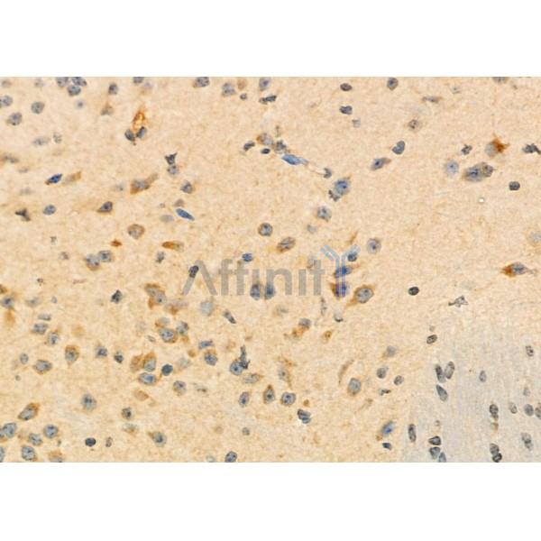 ASRGL1 Antibody - DF12352 at 1/100 staining Mouse brain tissue by IHC-P.