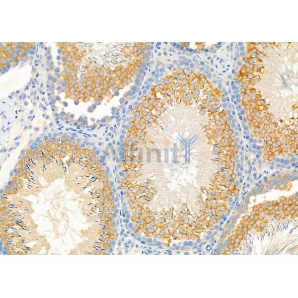 DIO1 Antibody - DF12382 at 1/100 staining Rat testis tissue by IHC-P.
