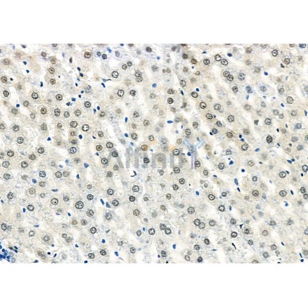 DOM3Z Antibody - DF12385 at 1/100 staining Rat liver tissue by IHC-P.