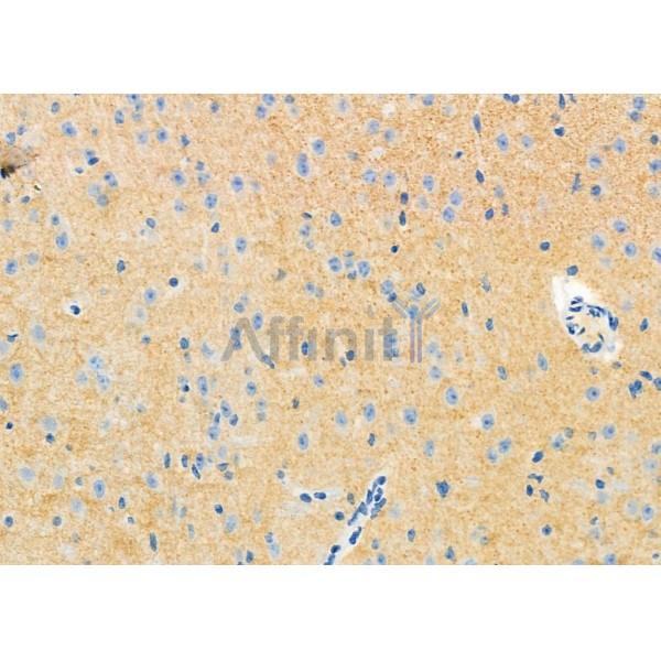 Drebrin Antibody - DF12388 at 1/100 staining Mouse brain tissue by IHC-P.