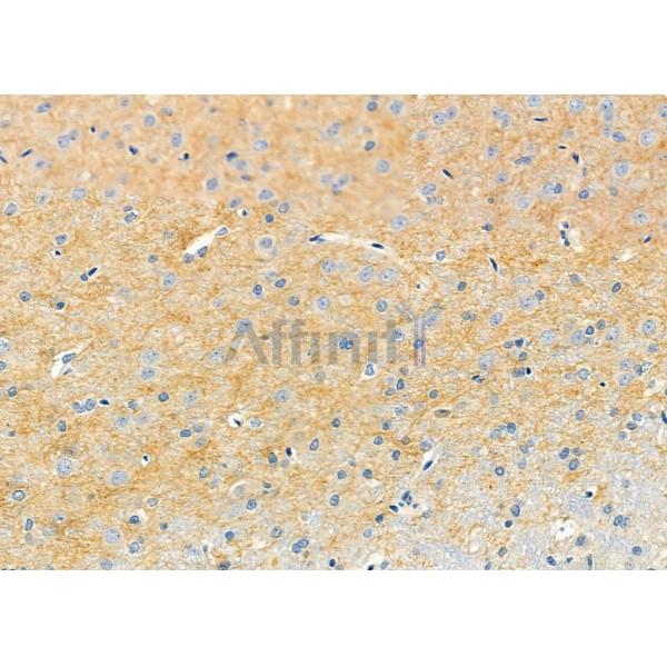 Drebrin Antibody - DF12388 at 1/100 staining Rat brain tissue by IHC-P.