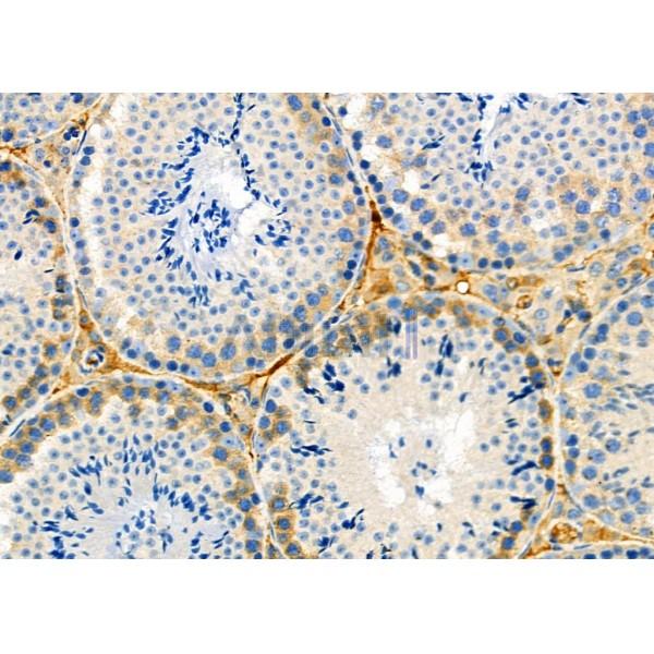MRFAP1 Antibody - DF12424 at 1/100 staining Mouse testis tissue by IHC-P.