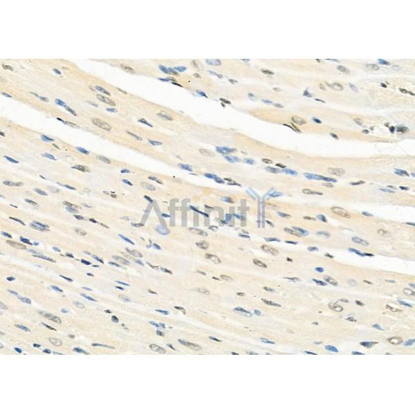 NR1D1 Antibody - DF12430 at 1/100 staining Rat heart tissue by IHC-P.