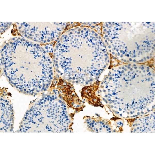 P4HA2 Antibody - DF12440 at 1/100 staining Mouse testis tissue by IHC-P.