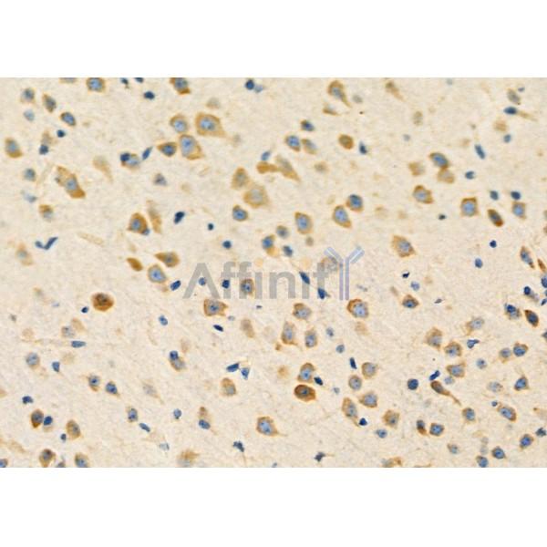 PHF19 Antibody - DF12452 at 1/100 staining Mouse brain tissue by IHC-P.