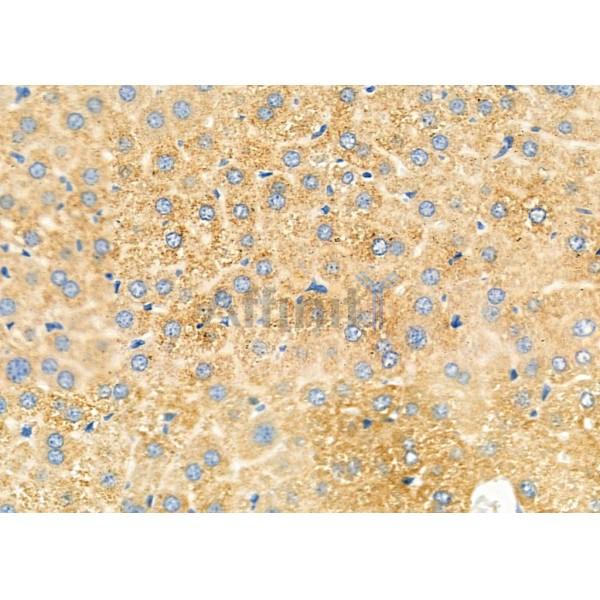 PTP4A1/PRL1 Antibody - DF12458 at 1/100 staining Mouse liver tissue by IHC-P.