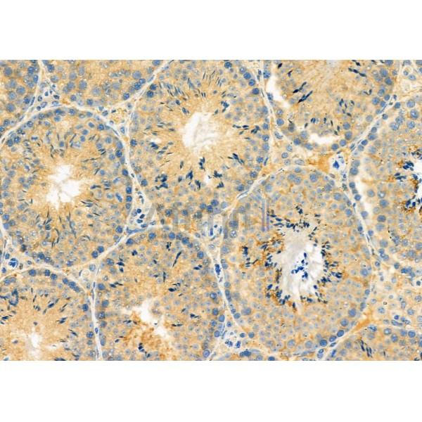 RBBP9 Antibody - DF12462 at 1/100 staining Mouse testis tissue by IHC-P.