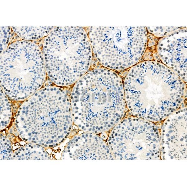 SPAG4L Antibody - DF12478 at 1/100 staining Mouse testis tissue by IHC-P.