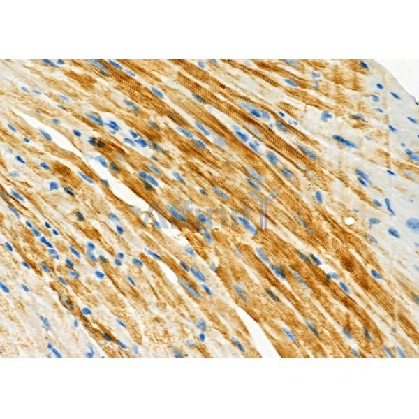 UFD1L Antibody - DF12494 at 1/100 staining Mouse heart tissue by IHC-P.