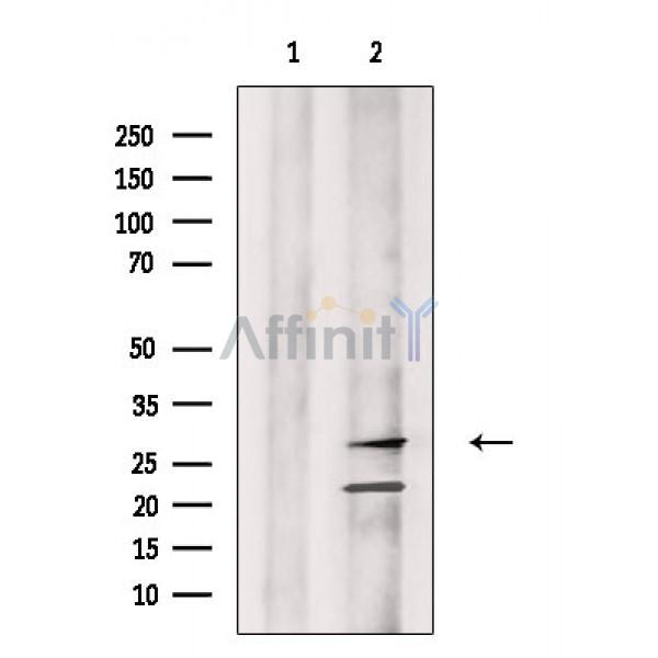 GZMM Antibody - Western blot analysis of extracts from P19 cells, using GZMM Antibody.
