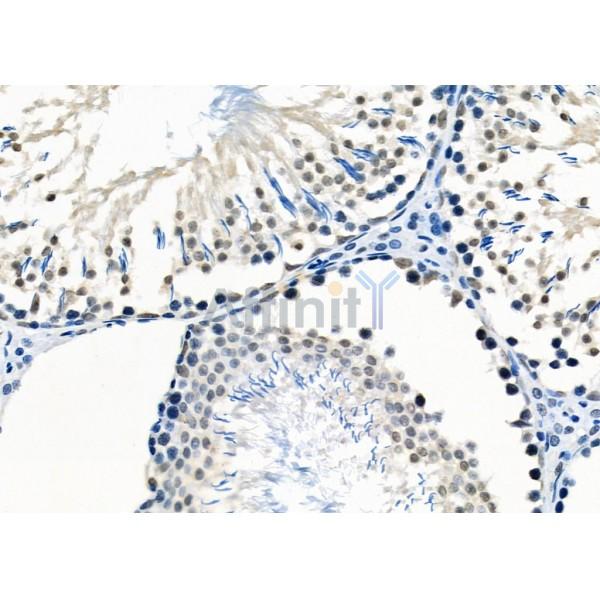 E2F7 Antibody - DF2444 at 1/100 staining Rat testis tissue by IHC-P.