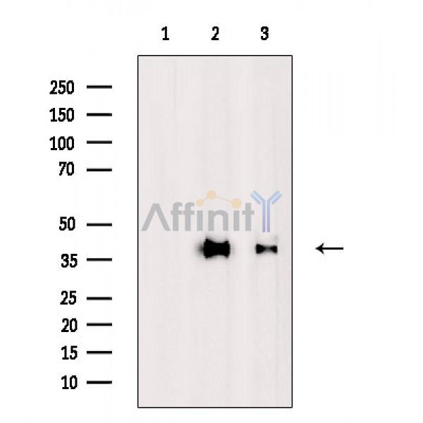 MUL1 Antibody - Western blot analysis of extracts from various samples, using MUL1 Antibody.
