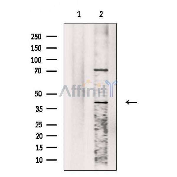 GPR136 Antibody - Western blot analysis of extracts from Mouse heart, using GPR136 Antibody.