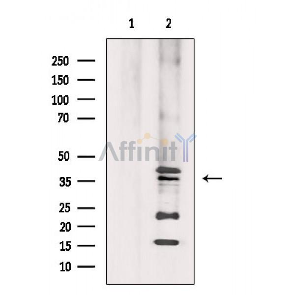 GPR55 Antibody - Western blot analysis of extracts from Hela cells, using GPR55 Antibody.