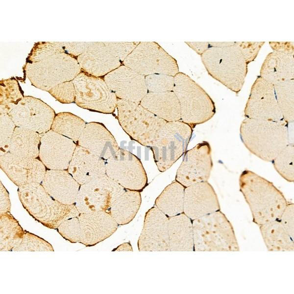 GPR63 Antibody - DF2757 at 1/100 staining Mouse muscle tissue by IHC-P.