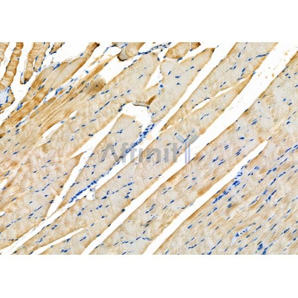 GPR63 Antibody - DF2757 at 1/100 staining Rat muscle tissue by IHC-P.