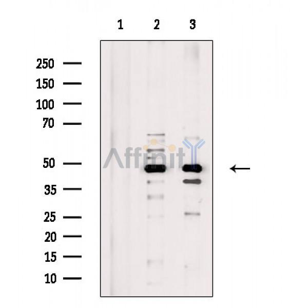 ZNF24 Antibody - Western blot analysis of extracts from various samples, using ZNF24 Antibody.