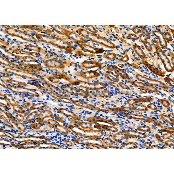FBLN5 Antibody - DF4056 at 1/100 staining Mouse kidney tissue by IHC-P.