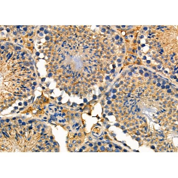 NXPH1 Antibody - DF4230 at 1/100 staining Mouse testis tissue by IHC-P.