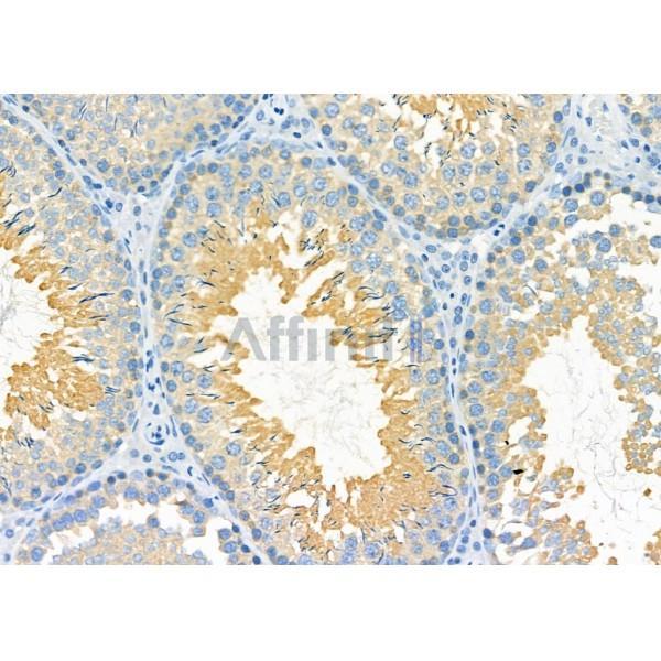 PDXDC1 Antibody - DF4363 at 1/100 staining Rat testis tissue by IHC-P.
