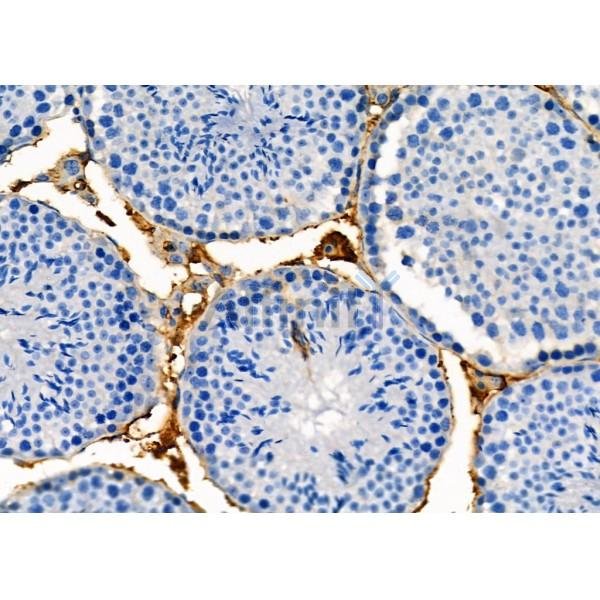 RABL2A Antibody - DF4374 at 1/100 staining Mouse testis tissue by IHC-P.