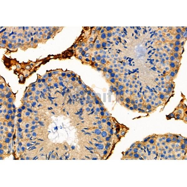 STAC2 Antibody - DF4500 at 1/100 staining Mouse testis tissue by IHC-P.