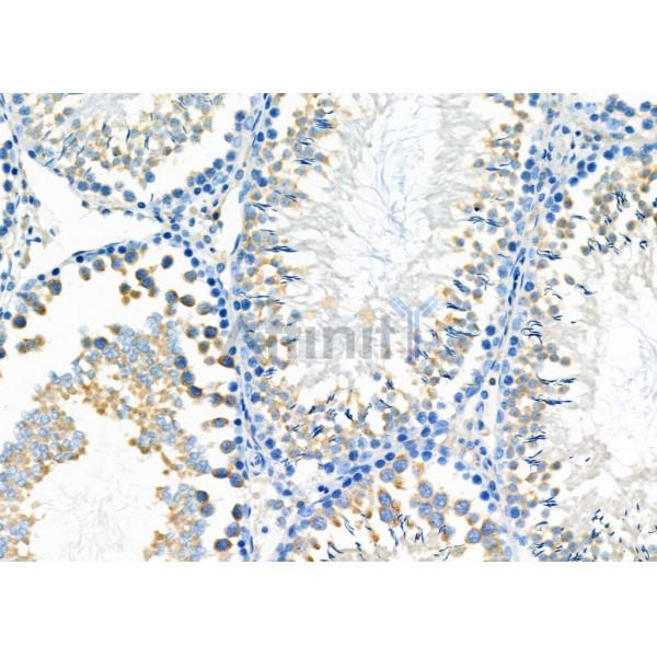 SLC10A7 Antibody - DF4515 at 1/100 staining Rat testis tissue by IHC-P.