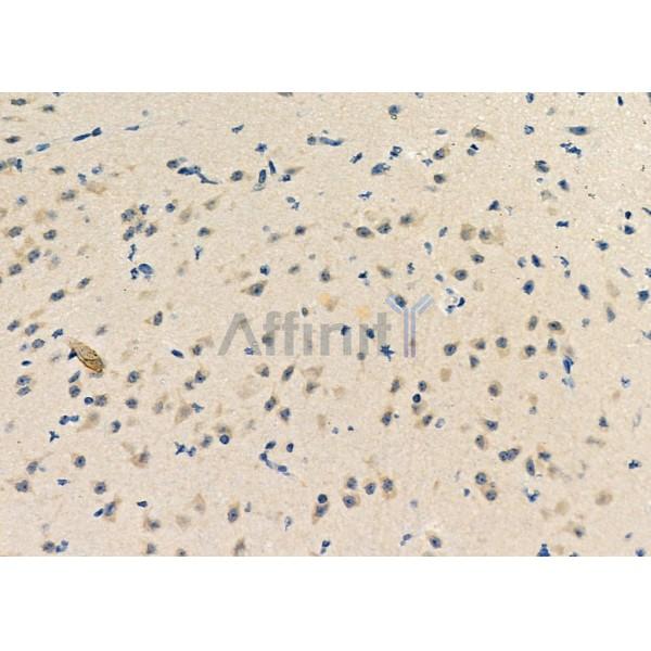 ZNF292 Antibody - DF4626 at 1/100 staining Mouse brain tissue by IHC-P.