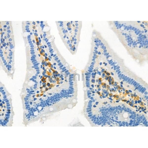 RNF130 Antibody - DF4654 at 1/100 staining Mouse colorectal tissue by IHC-P.
