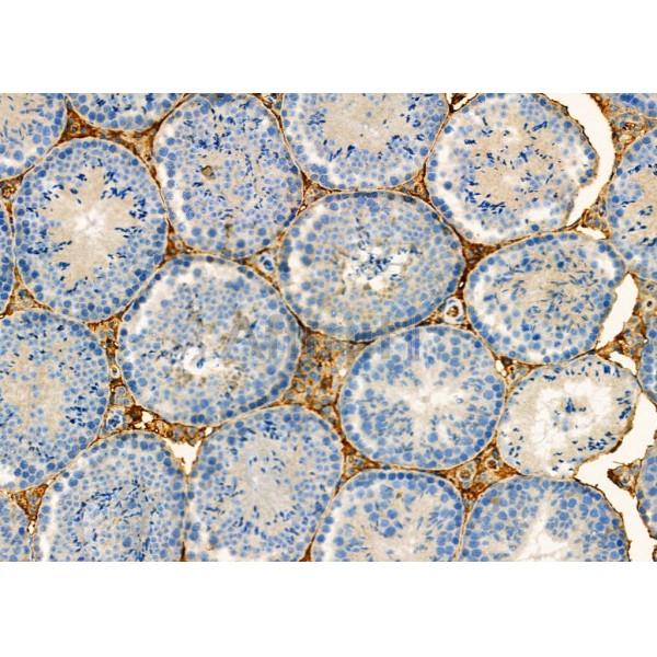 GPR132 Antibody - DF4894 at 1/100 staining Mouse testis tissue by IHC-P.