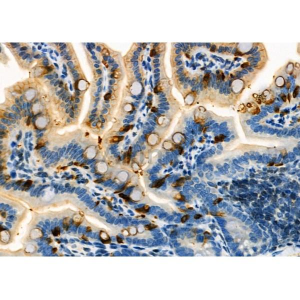 TCL1A Antibody - DF6112 at 1/100 staining Mouse colorectal tissue by IHC-P.