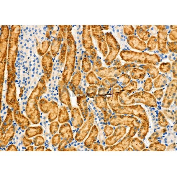 SLC25A4 Antibody - DF6674 at 1/100 staining Mouse kidney tissue by IHC-P.