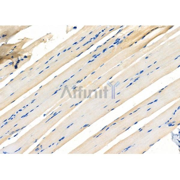 UAP1 Antibody - DF6843 at 1/100 staining Rat muscle tissue by IHC-P.