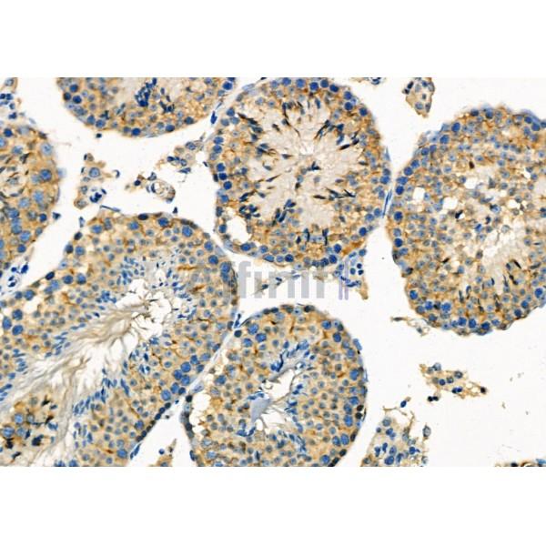 TRAP1 Antibody - DF7073 at 1/100 staining Mouse testis tissue by IHC-P.
