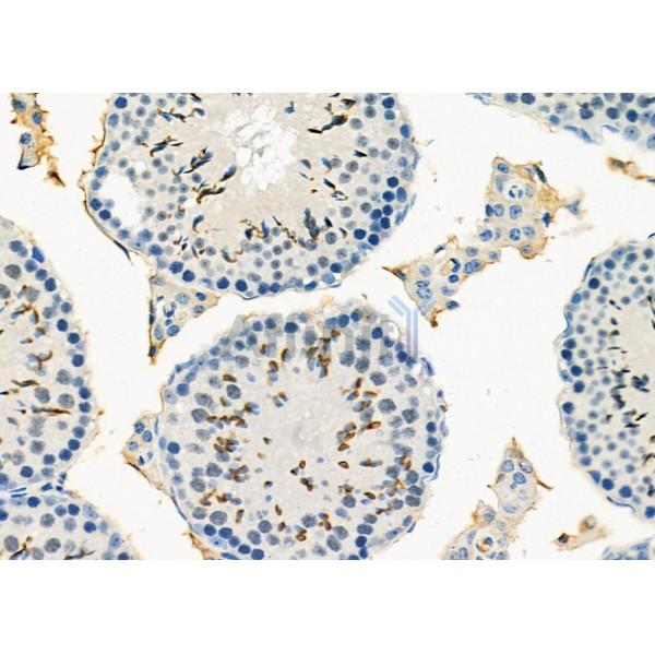 PDK4 Antibody - DF7169 at 1/100 staining Mouse testis tissue by IHC-P.