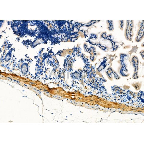 Calponin Antibody - DF7671 at 1/100 staining Mouse colorectal tissue by IHC-P.