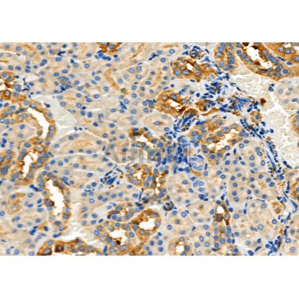 CD166 Antibody - DF7736 at 1/100 staining Rat kidney tissue by IHC-P.