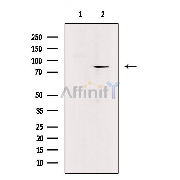 RSK3 Antibody - Western blot analysis of extracts from HepG2(serum starvation treatment), using RSK3 Antibody.