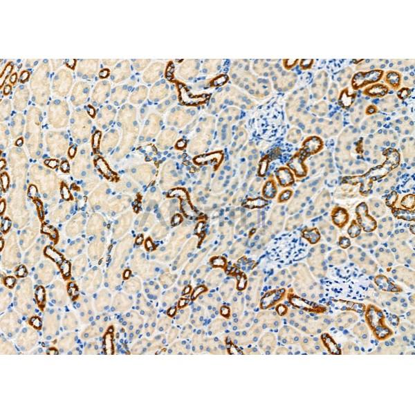 FGF21 Antibody - DF8947 at 1/100 staining Mouse kidney tissue by IHC-P.