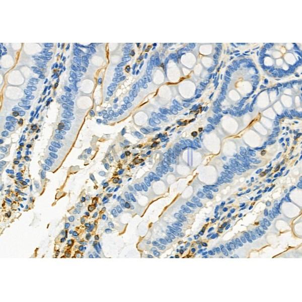 KCNJ10 Antibody - DF9260 at 1/100 staining Rat colorectal tissue by IHC-P.