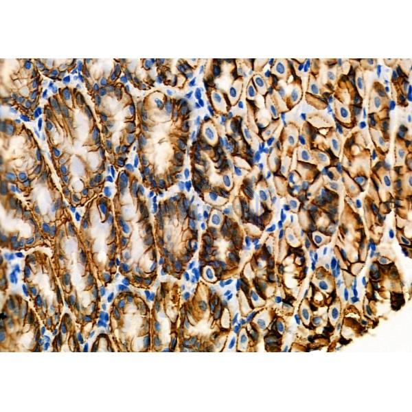 CLDN18 Antibody - DF9392 at 1/100 staining Mouse stomach tissue by IHC-P.